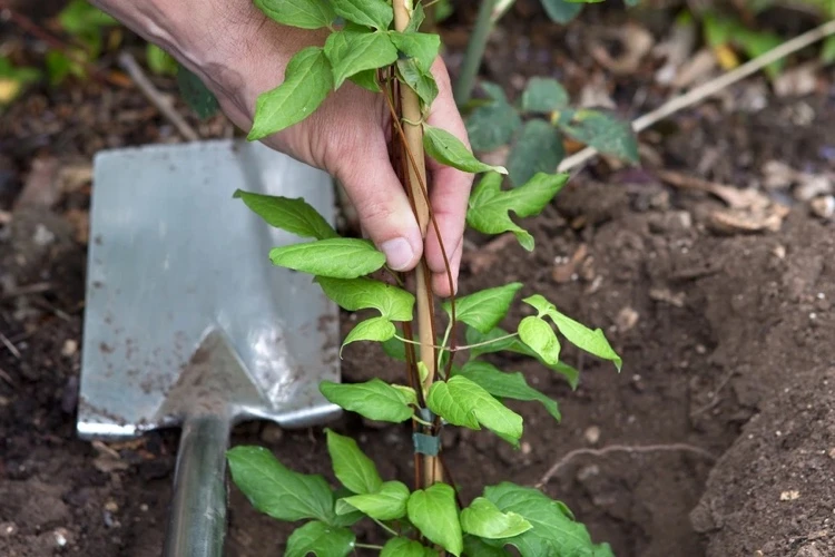 how to plant clematis tips
