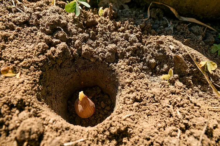 how to plant flowers bulbs in soil and containers