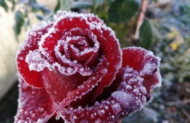 how to prepare rose bushes for winter keep away from frost