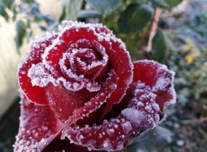 how to prepare rose bushes for winter keep away from frost