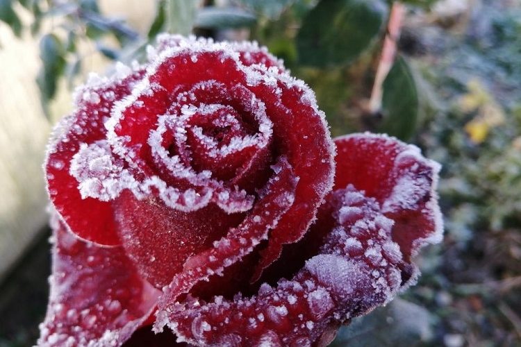 how to prepare rose bushes for winter keep away from frost