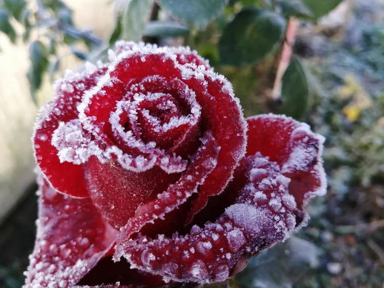 how to prepare rose bushes for winter keep away from frost