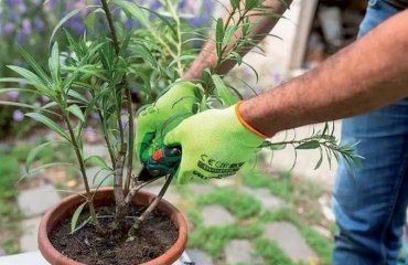 how to prune oleander after flowering care tips mistakes