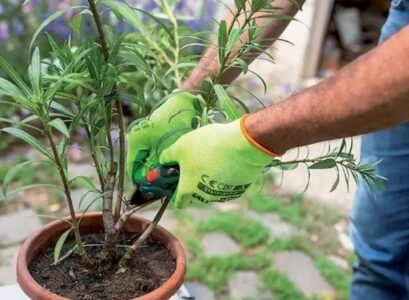 how to prune oleander after flowering care tips mistakes