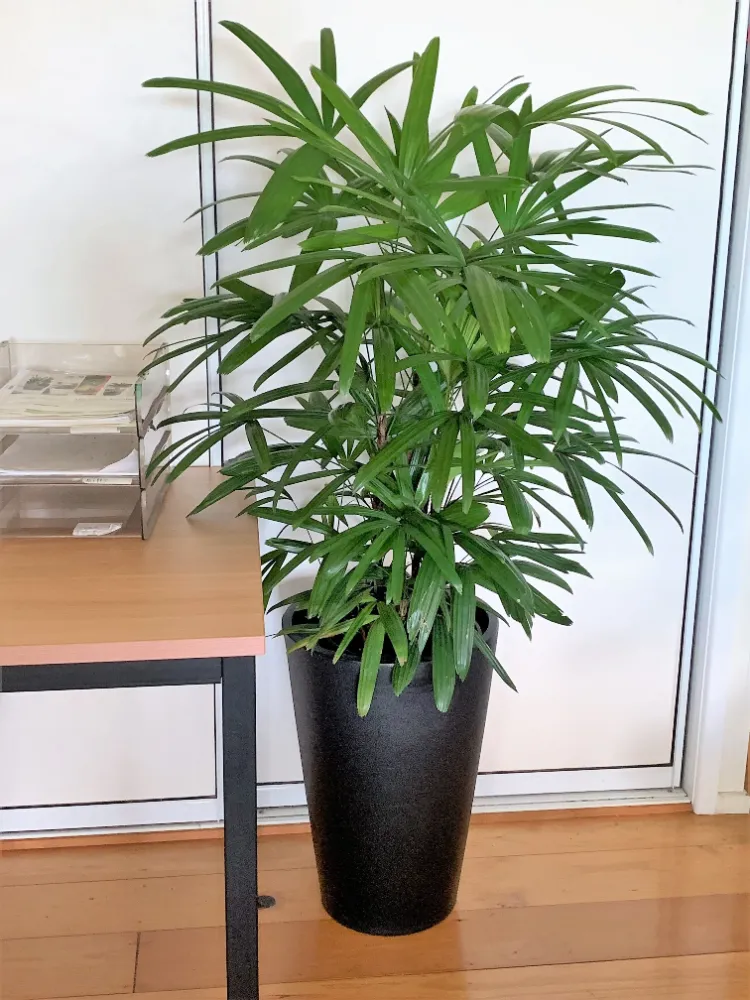 indoor lady palm