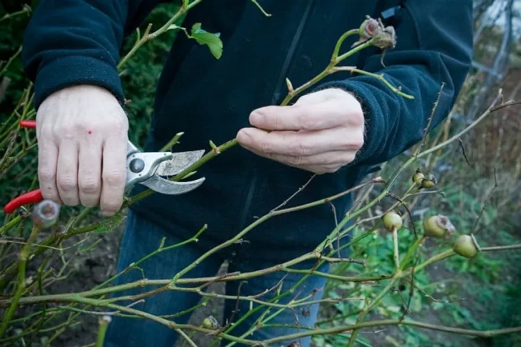 is it ok to prune shrubs in september especially roses with proper techniques