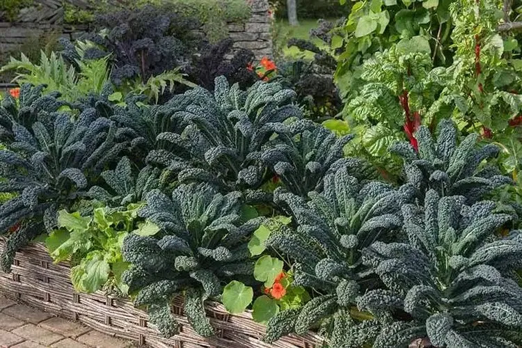 kale is a must have in the garden