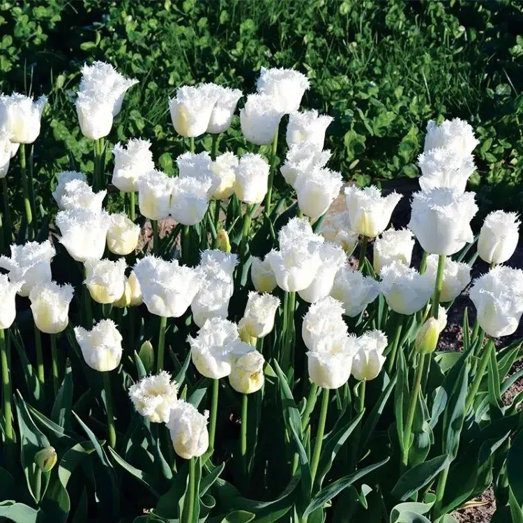 lace tulips as a variety of bulbs