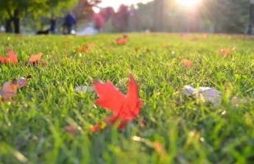 lawn maintenance mistakes in fall