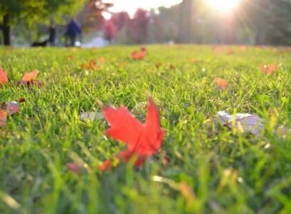 lawn maintenance mistakes in fall