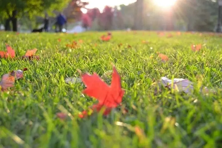 lawn maintenance mistakes in fall