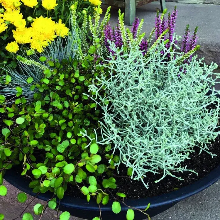 leucophyta best low maintenance plants for fall planters