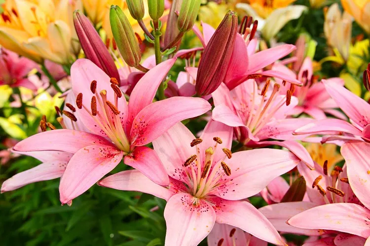 lilies as a delicate and elegant flower choice in your fall garden