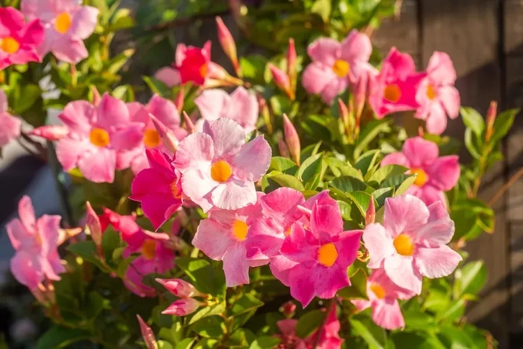 mandevilla care and useful tips