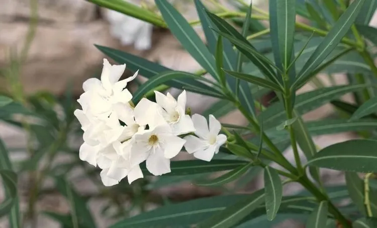 oleander care tips and mistakes