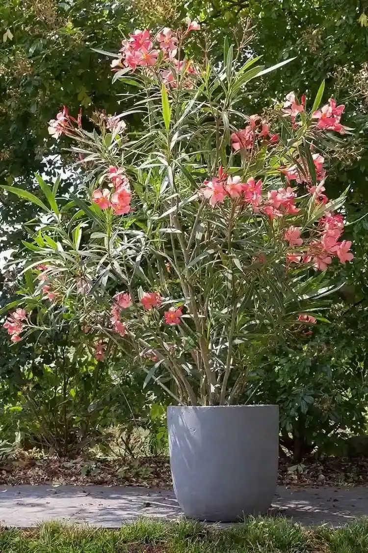 oleander pruning after flowering
