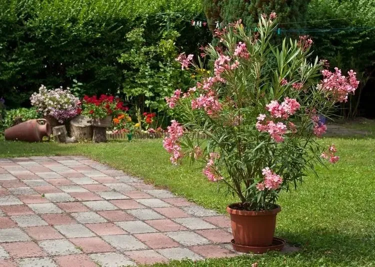 oleander right care in fall