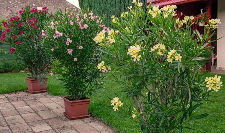 oleander wintering the right temperature