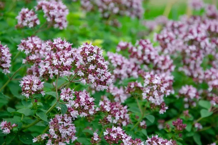 oregano frost resistant herbs cover to defend from cold