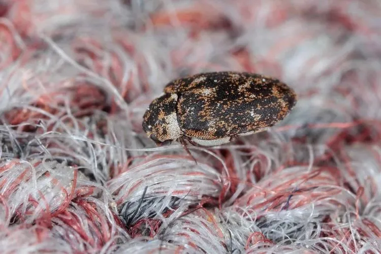 IDENTIFYING AND ELIMINATING CARPET BEETLES: 8 EASY STEPS TO FOLLOW