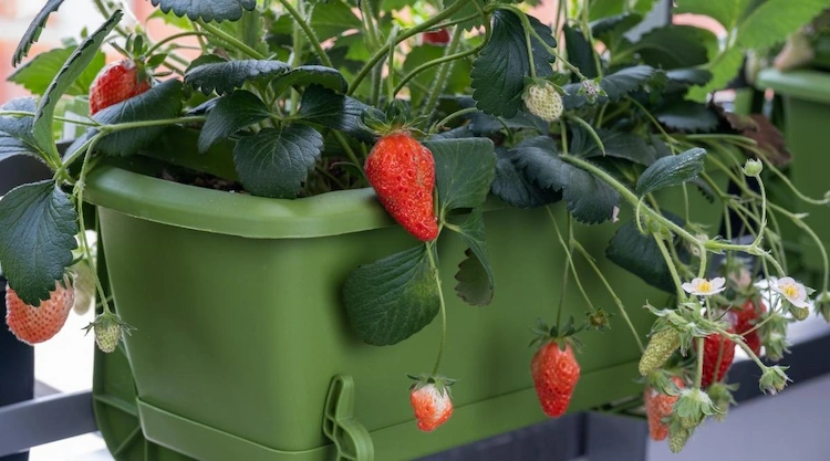 overwinter strawberries in containers