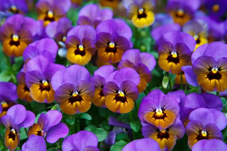 pansies in the garden flowers that survive frost