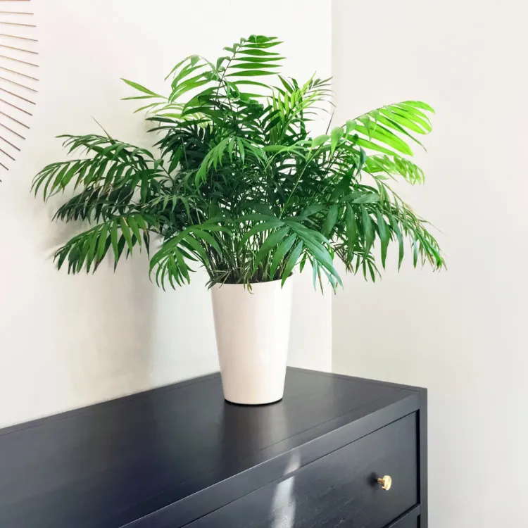 parlor palm for your bedroom