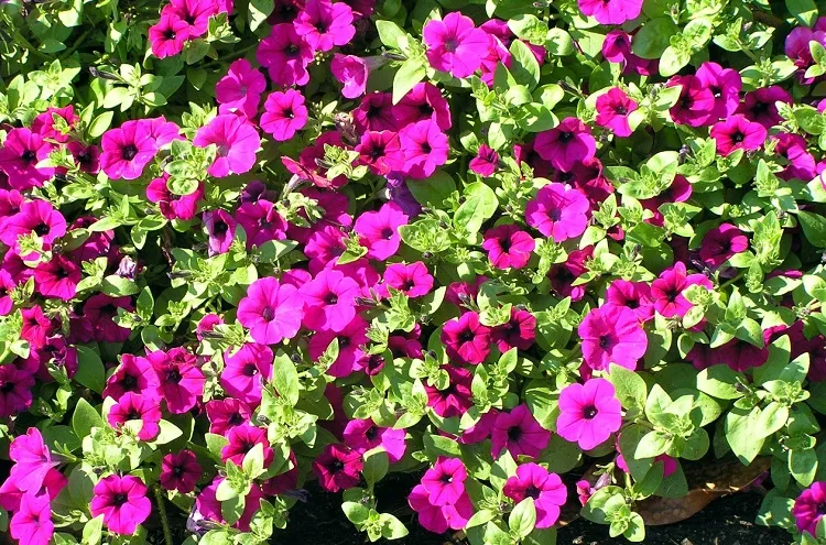 petunia flower planting and care tips
