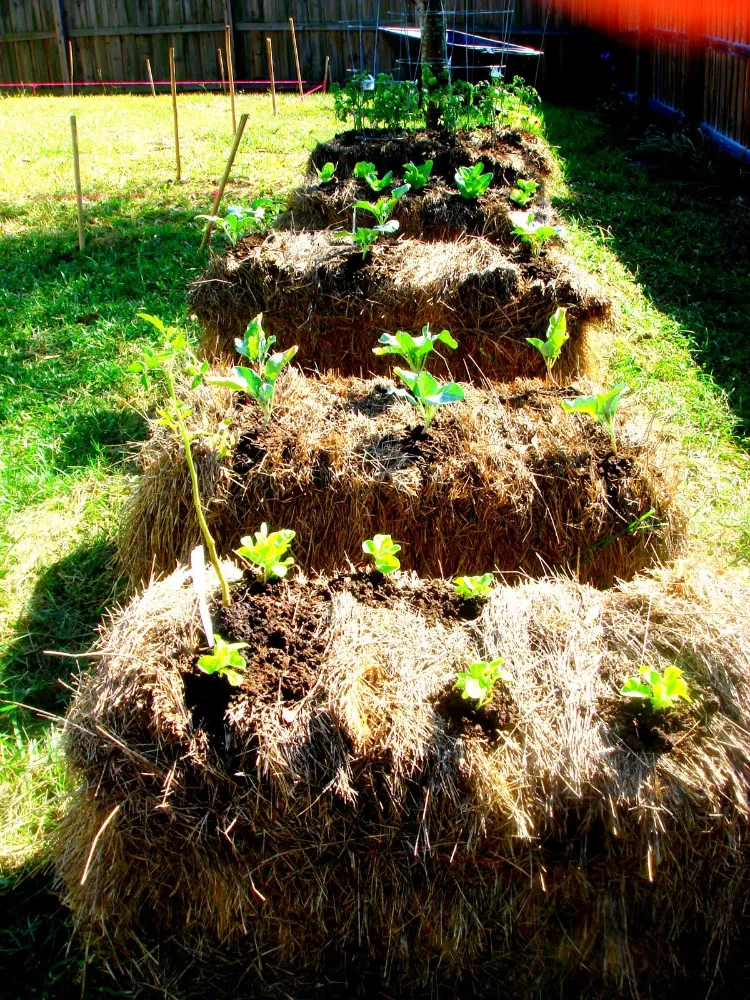 plant a garden with hay bales