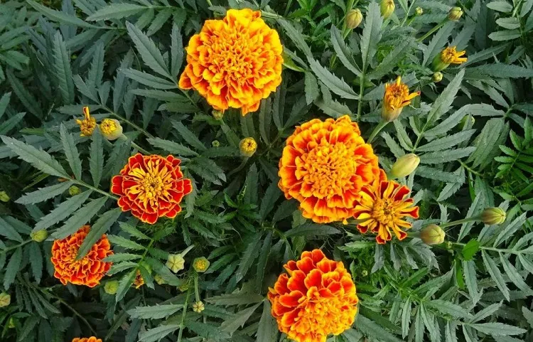 plant marigolds during september in california