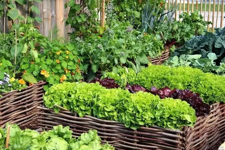 plant raised beds in september use the first frost date as a starting point