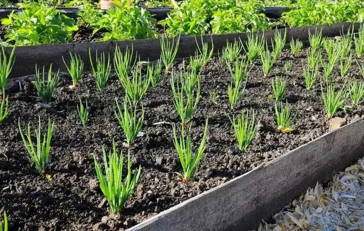 plant raised beds in september with spring onions