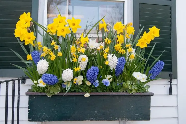 plant window boxes with springblooming flower bulbs