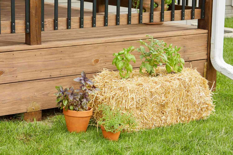 planter from hay bales