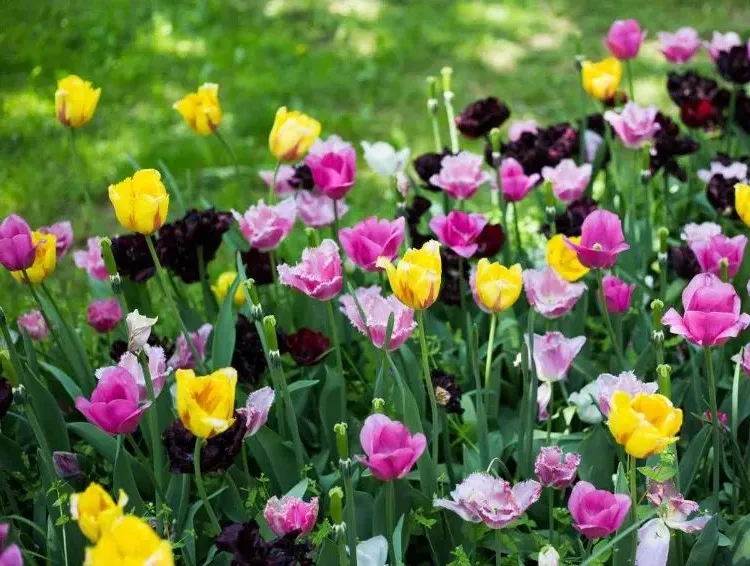planting tulips 2023
