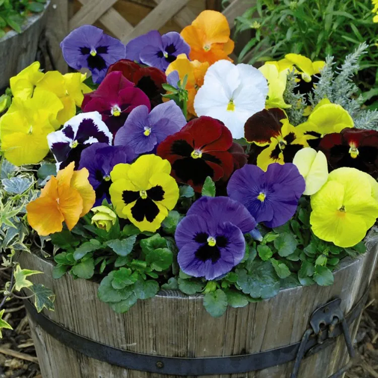 potted pansies for colorful low maintenance fall planters