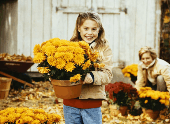 protect mums from frost place them in a garage or another shelter