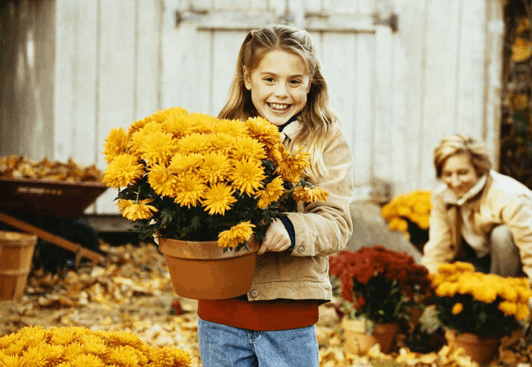 protect mums from frost place them in a garage or another shelter