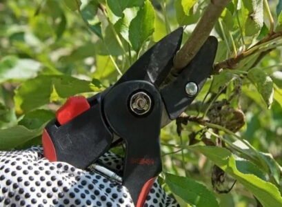 pruning woody plants in late summer september