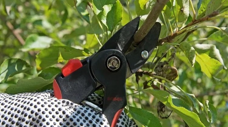 pruning woody plants in late summer september