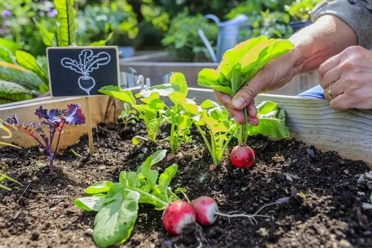 radishes for your raised bed