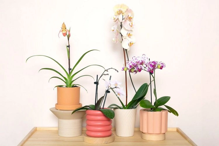 rainwater for your orchids