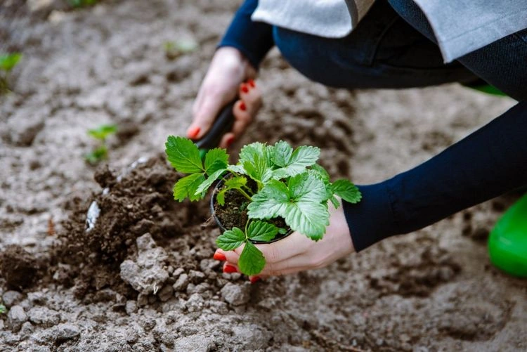 soil suitable for strawberry plants