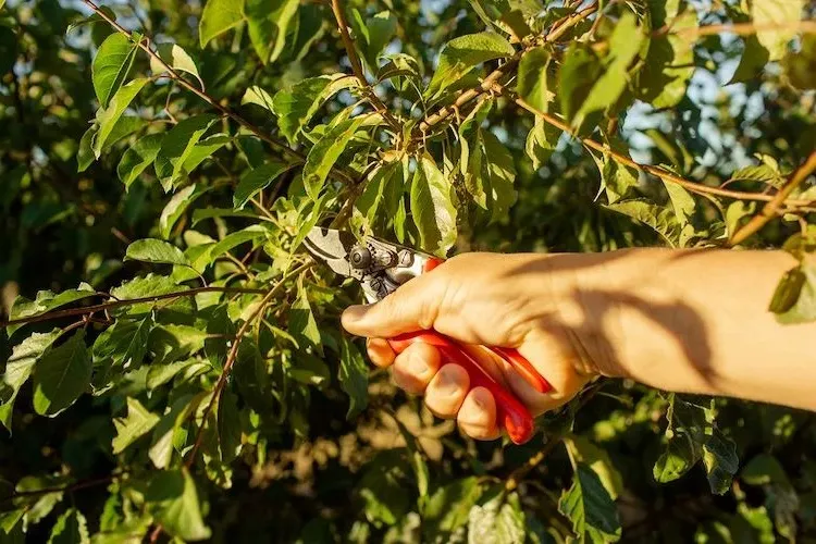 some fruit trees need pruning before fall