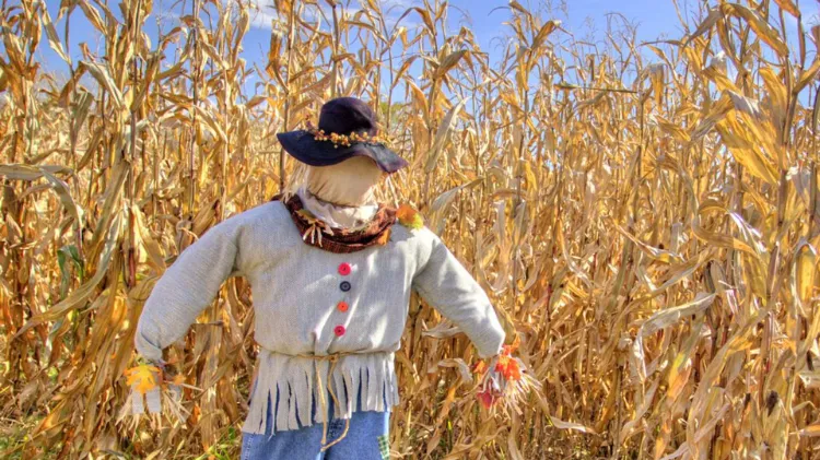 straw bale scarecrow