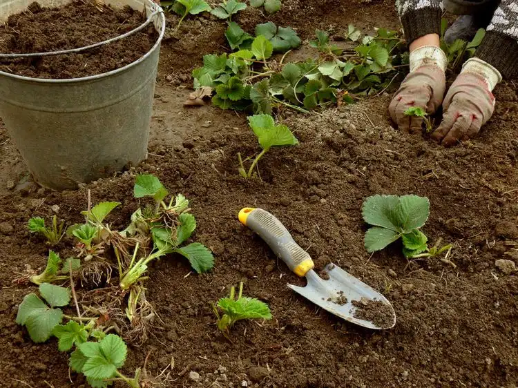 strawberry growing instructions