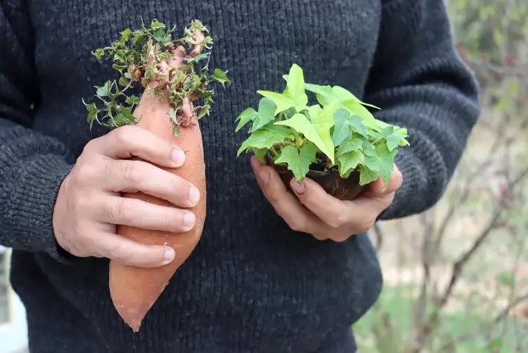 sweet potato vine indoors how to habituate to home conditions