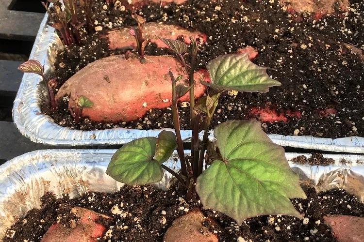 sweet potato vine indoors keep a moist air environment