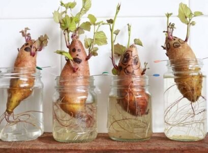 sweet potato vine indoors soak the young plants in water to develop the roots