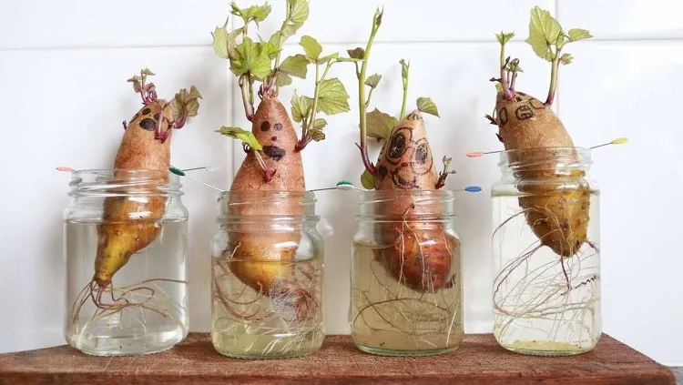 sweet potato vine indoors soak the young plants in water to develop the roots